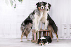 3 dogs