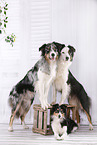 3 dogs
