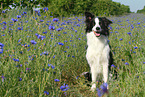 sitting Border Collie