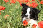 Border Collie Portrait