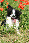 lying Border Collie
