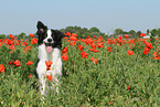 sitting Border Collie