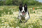 jumping Border Collie