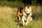 2 dogs