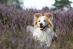 Border Collie Portrait