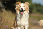 Border Collie Portrait