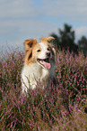 Border Collie Portrait