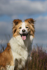 Border Collie Portrait