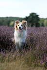 sitting Border Collie