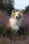 sitting Border Collie