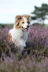 sitting Border Collie