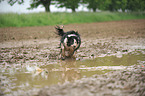 running Border Collie