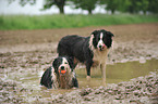 2 Border Collies