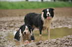 2 Border Collies