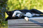 lying Border Collie