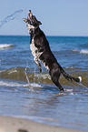 jumping Border Collie