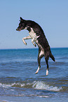 jumping Border Collie