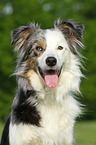 Border Collie Portrait