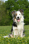 sitting Border Collie