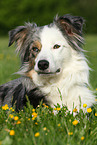 lying Border Collie