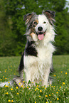 sitting Border Collie
