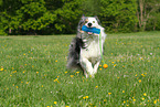 playing Border Collie
