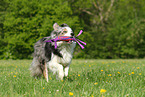 playing Border Collie