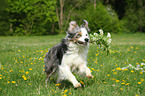 playing Border Collie