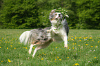 jumping Border Collie