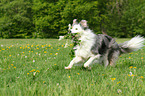 playing Border Collie