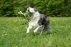 playing Border Collie