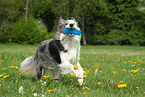 playing Border Collie