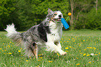 playing Border Collie