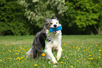 playing Border Collie
