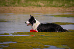 Border Collie in the water