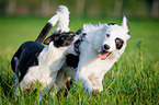 playing dogs