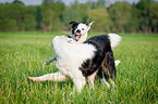 playing dogs