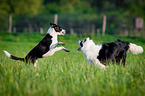 playing dogs