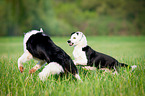 playing dogs