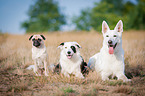 dogs are lying on meadow