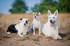 dogs are lying on meadow