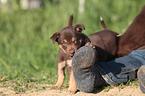 Border Collie Puppy