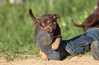 Border Collie Puppy