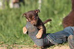 Border Collie Puppy
