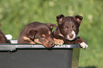Border Collie Puppies