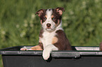 Border Collie Puppy