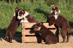 Border Collie Puppies