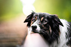 Border Collie portrait