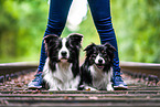 lying Border Collie
