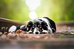 lying Border Collie
